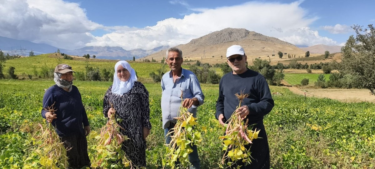 Tarladan sofraya uzanan emek: Tufanbeyli’de kuru fasulye hasadı başladı